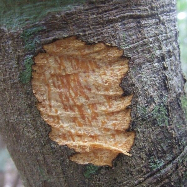 Alstonia costata (Alstonia costata)