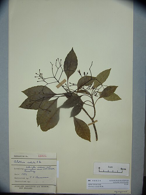 Alstonia costata (Alstonia costata)