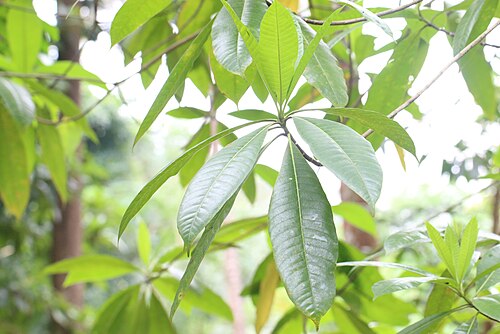 Deviltree: Photos of plants taken by V C Balakrishnan