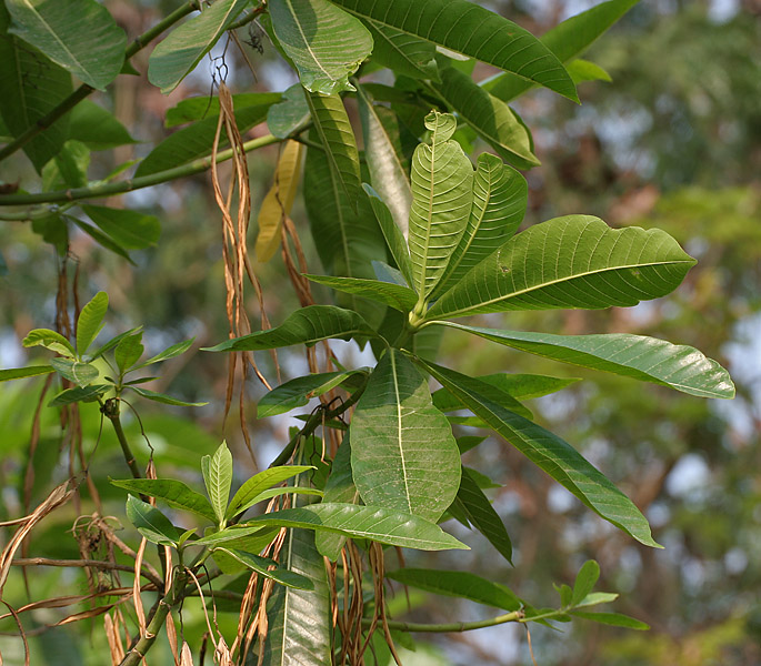 Deviltree: Batino, devil-tree or hard alstonia Alstonia macrophylla in Hyderabad , India .