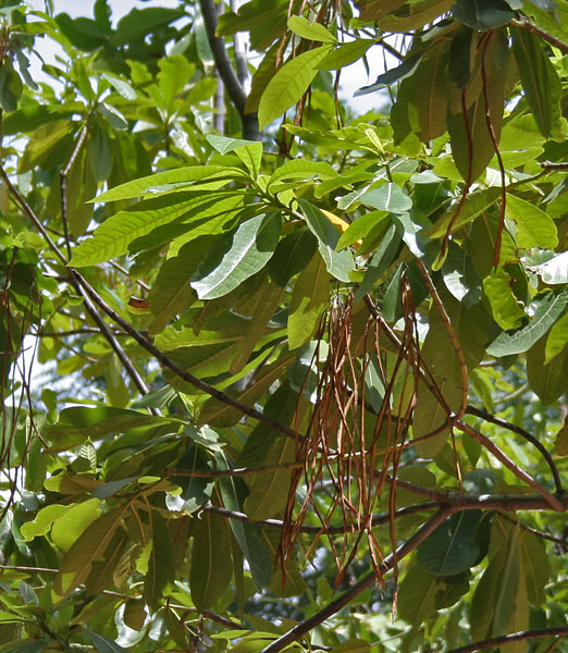 Deviltree: Batino Alstonia macrophylla in Hyderabad , India .
