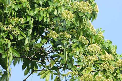 Deviltree: Alstonia macrophylla Wall. ex G.Don
