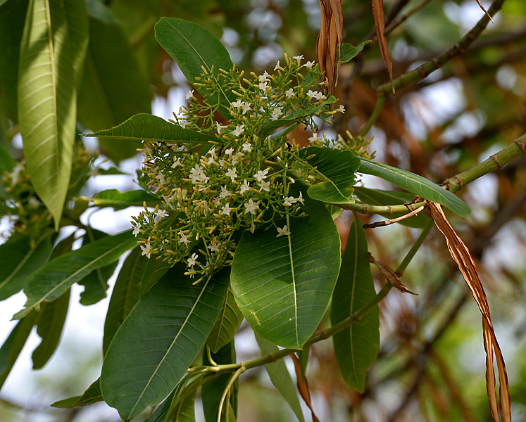 Deviltree: Batino, devil-tree or hard alstonia Alstonia macrophylla in Hyderabad , India .