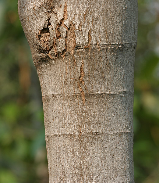 Deviltree: Batino, devil-tree or hard alstonia Alstonia macrophylla in Hyderabad , India .