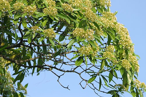 Deviltree: Alstonia macrophylla Wall. ex G.Don