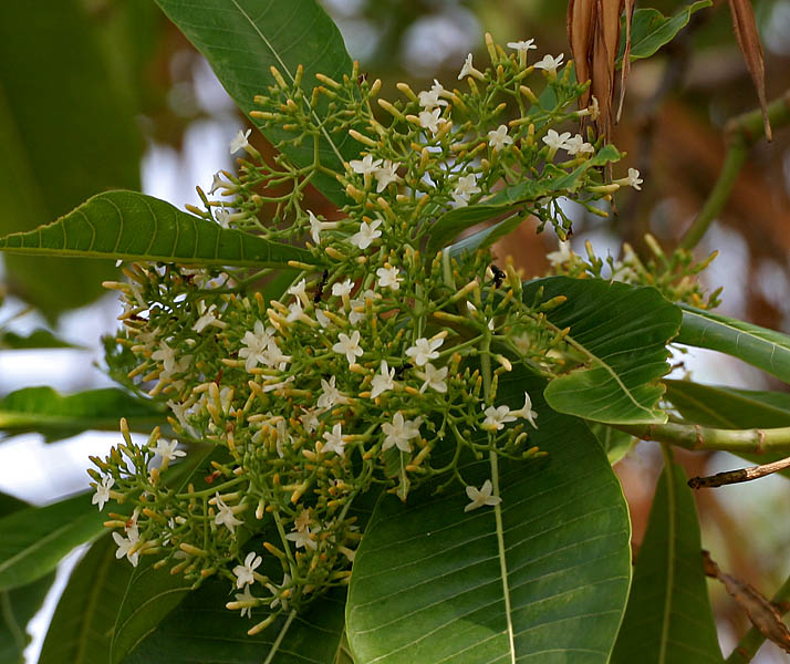 Deviltree: Batino, devil-tree or hard alstonia Alstonia macrophylla in Hyderabad , India .