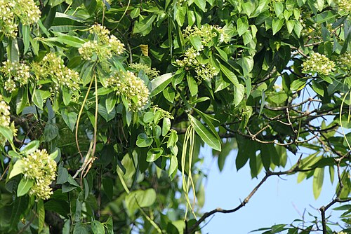 Deviltree: Alstonia macrophylla Wall. ex G.Don