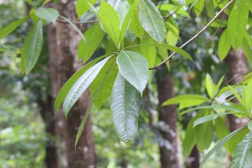 Deviltree: Photos of plants taken by V C Balakrishnan