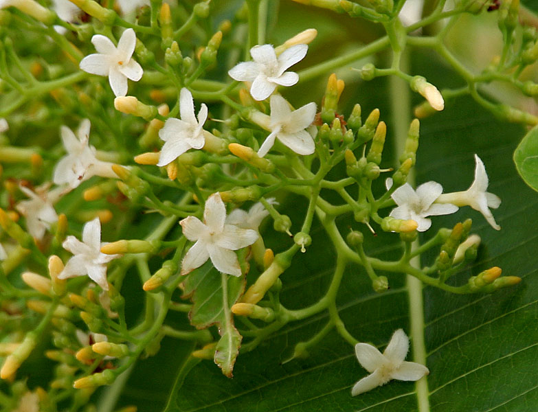 Deviltree: Batino, devil-tree or hard alstonia Alstonia macrophylla in Hyderabad , India .