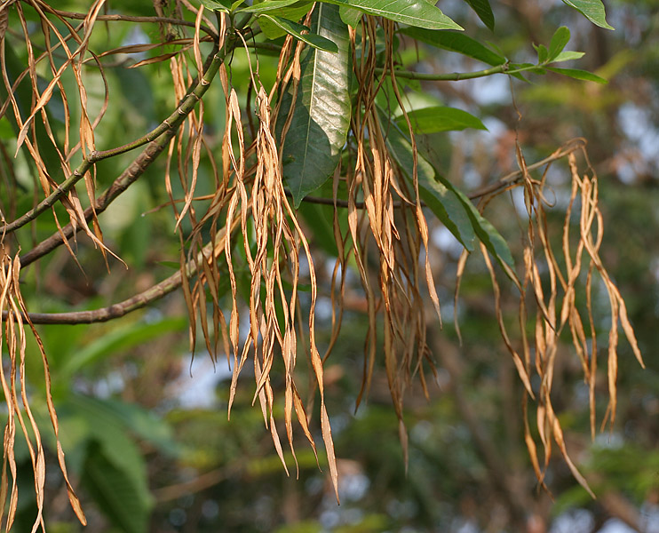 Deviltree: Batino, devil-tree or hard alstonia Alstonia macrophylla in Hyderabad , India .