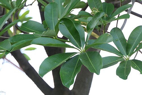 Blackboard tree: Alstonia scholaris (L.) R.Br.