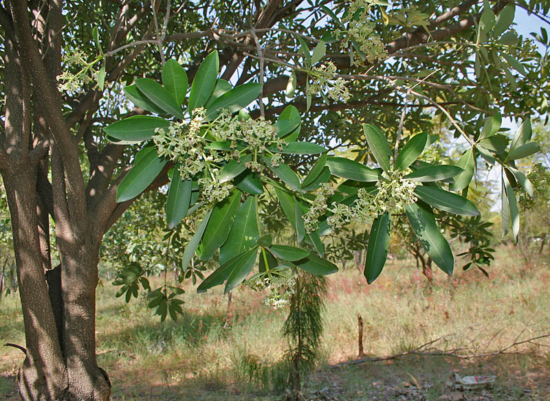 Blackboard tree: Saptaparni/ Blackboard tree/ Indian devil tree/ Ditabark/ Milkwood pine/ White cheesewood/ Pulai/ Chhatim Alstonia scholaris in Hyderabad, India.
