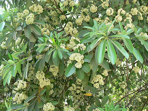 Blackboard tree: Apocynaceae (dogbane family) » Alstonia scholaris al-STON-ee-uh -- named for Dr. C. Alston, 18th cent. Scottish Prof. of Botany at Edinburgh skol-lay-riss -- of