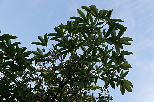 Blackboard tree: Alstonia scholaris (L.) R.Br.