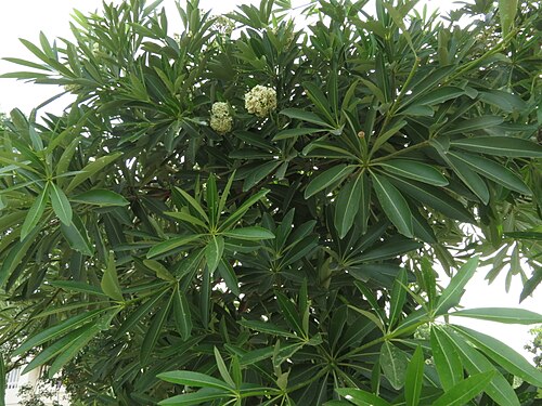 Blackboard tree: Alstonia scholaris - seen in HSR layout Bangalore