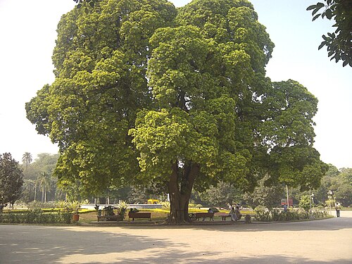Blackboard tree: Tress in Bagh-e-Jinnah, Lahore