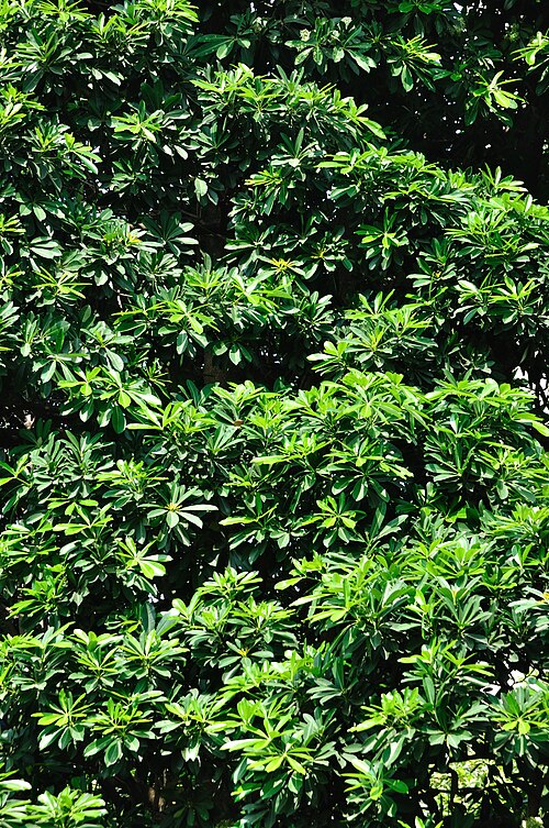 Blackboard tree: Saptaparni/ Blackboard tree/ Indian devil tree/ Ditabark/ Milkwood pine/ White cheesewood/ Pulai/ Chhatim, photographed at Kolkata.