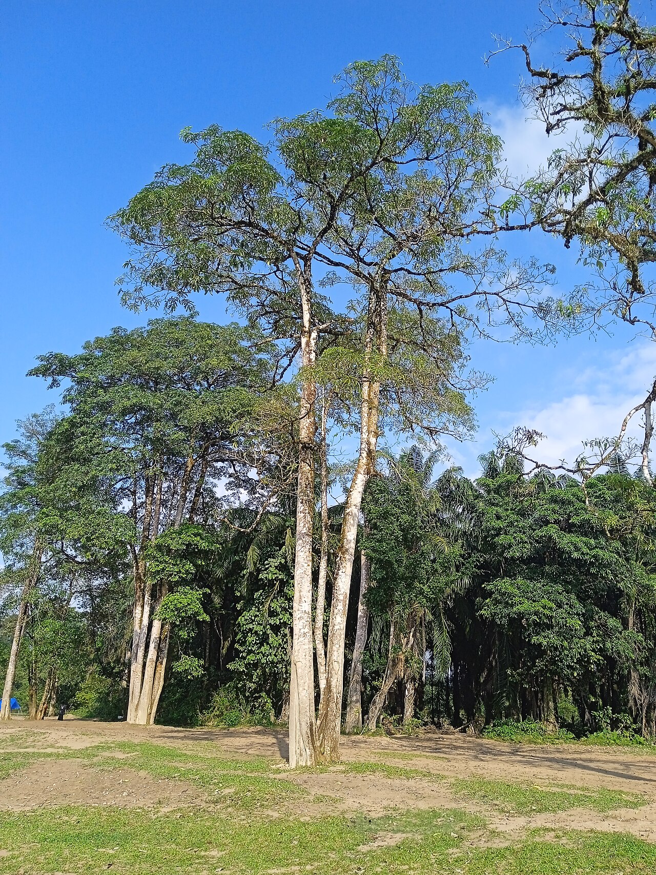 Blackboard tree: Pokok Alstonia scholaris (pulai) di lembah Sungai Berang dekat Kampung Gunung, Daerah Hulu Terengganu, Terengganu