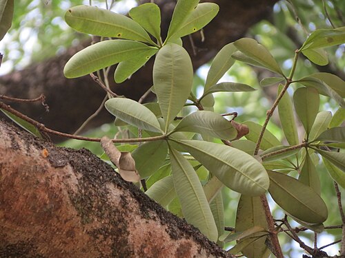 Blackboard tree: Alstonia scholaris - leaf seen in Palakkad district Kerala
