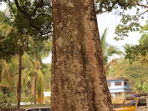 Blackboard tree: Alstonia scholaris - bark seen in Palakkad district Kerala