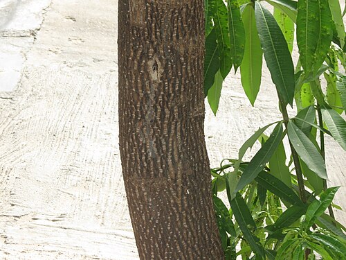 Blackboard tree: Alstonia scholaris - bark seen in HSR layout Bangalore