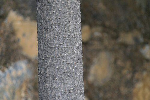 Blackboard tree: Alstonia scholaris (L.) R.Br.