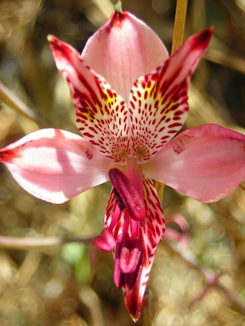 Alstroemeria hookeri