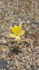 Alstroemeria kingii (Alstroemeria kingii)