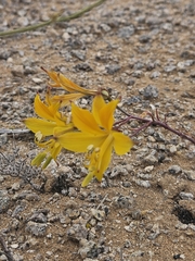 Alstroemeria kingii (Alstroemeria kingii)