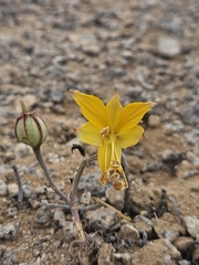 Alstroemeria kingii (Alstroemeria kingii)