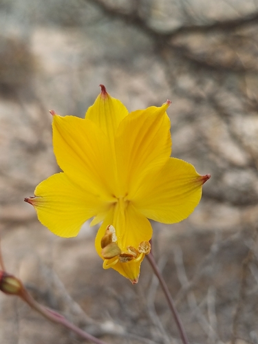 Alstroemeria kingii (Alstroemeria kingii)