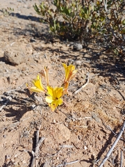 Alstroemeria kingii (Alstroemeria kingii)