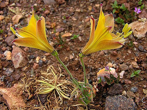 Alstroemeria kingii: "repollito amarillo" or lirio amarillo Alstroemeria kingii Combarbala area, Chile