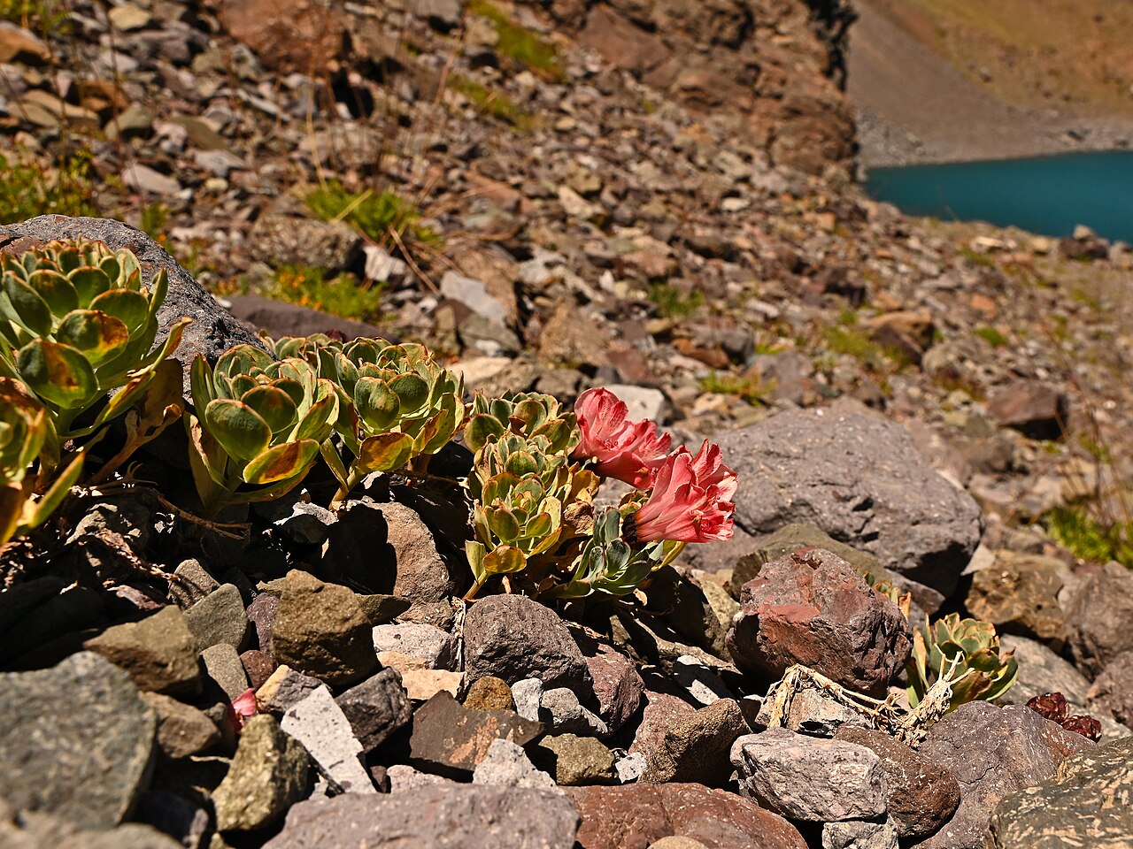 Alstroemeria spathulata: Alstroemeria spathulata on Lago del Inca in Portillo in Región de Valparaíso, Chile