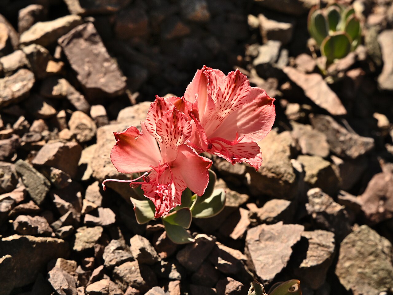 Alstroemeria spathulata: Alstroemeria spathulata on Lago del Inca in Portillo in Región de Valparaíso, Chile