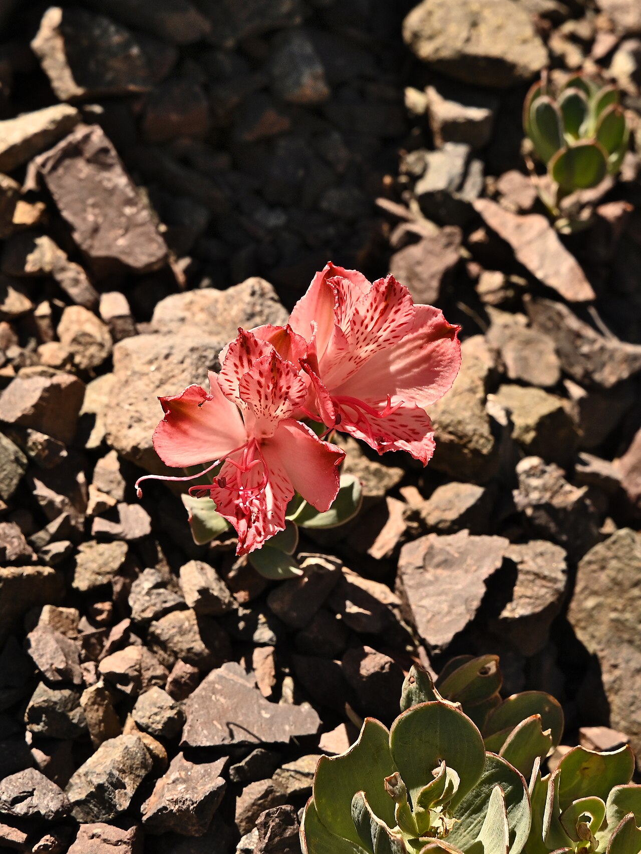 Alstroemeria spathulata: Alstroemeria spathulata on Lago del Inca in Portillo in Región de Valparaíso, Chile