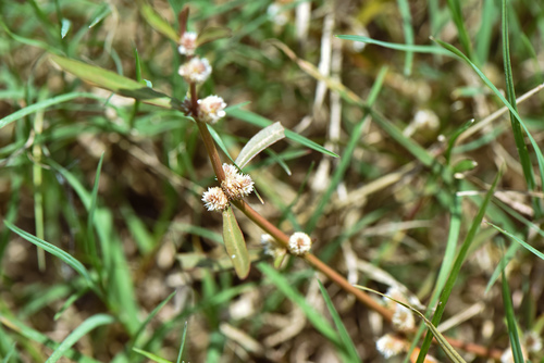 Sessile joyweed