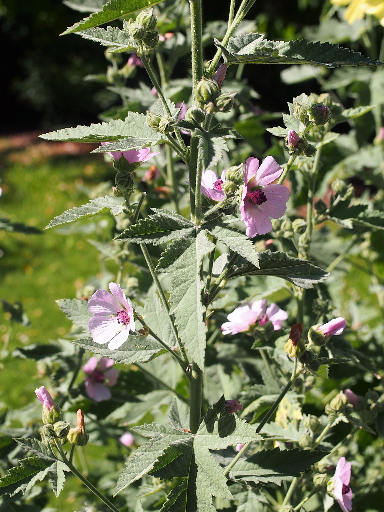 Althaea armeniaca: Althaea armeniaca , flowering plant, cultivated in Wrocław University Botanical Garden, Wrocław, Poland.