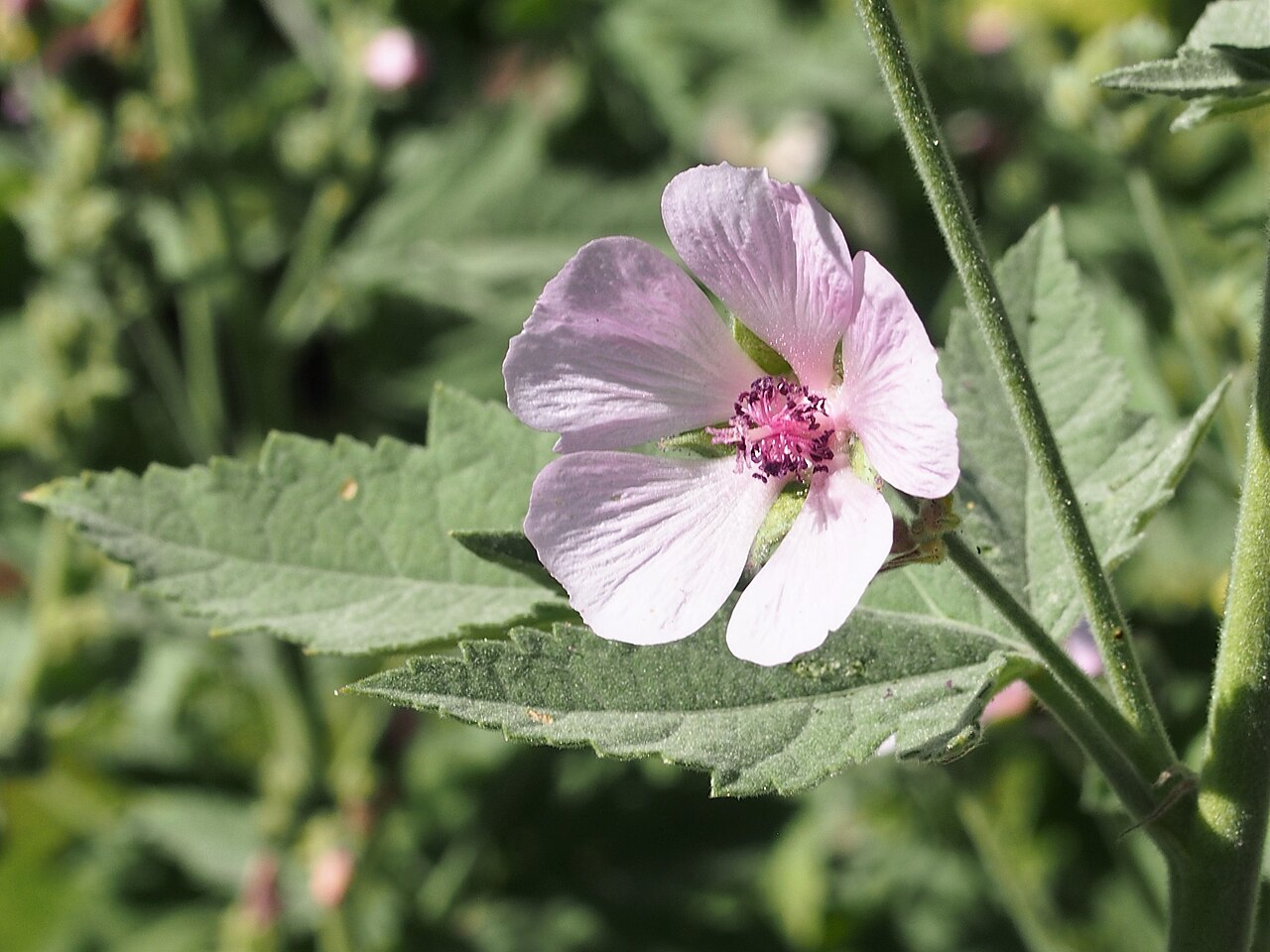 Althaea armeniaca: Althaea armeniaca , flowering plant, cultivated in Wrocław University Botanical Garden, Wrocław, Poland.
