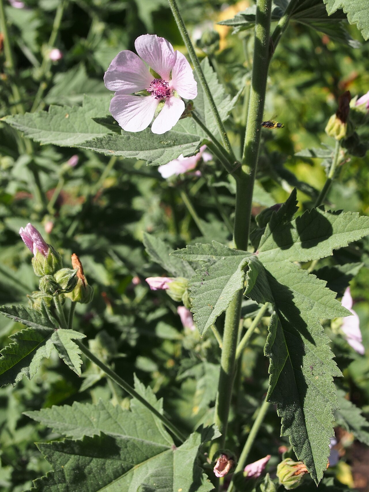 Althaea armeniaca: Althaea armeniaca , flowering plant, cultivated in Wrocław University Botanical Garden, Wrocław, Poland.
