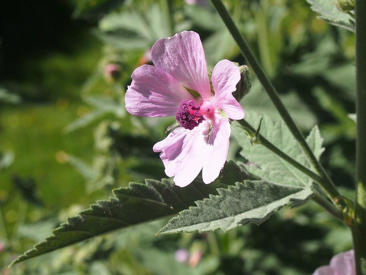 Althaea armeniaca: Althaea armeniaca , flowering plant, cultivated in Wrocław University Botanical Garden, Wrocław, Poland.
