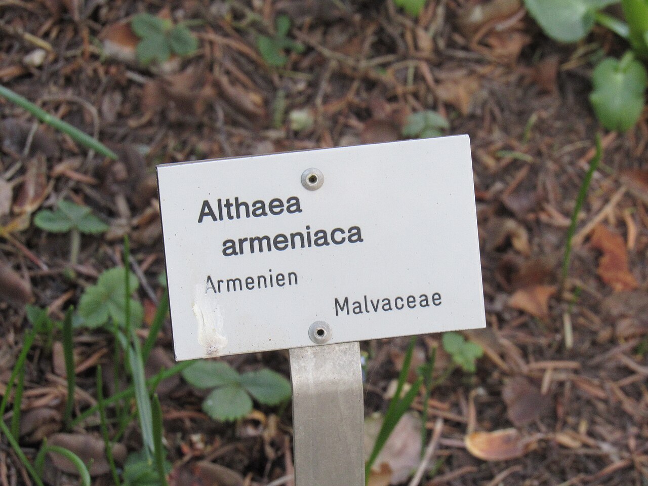 Althaea armeniaca: Informationstafel Althaea armeniaca im Ökologisch-Botanischen Garten der Universität Bayreuth