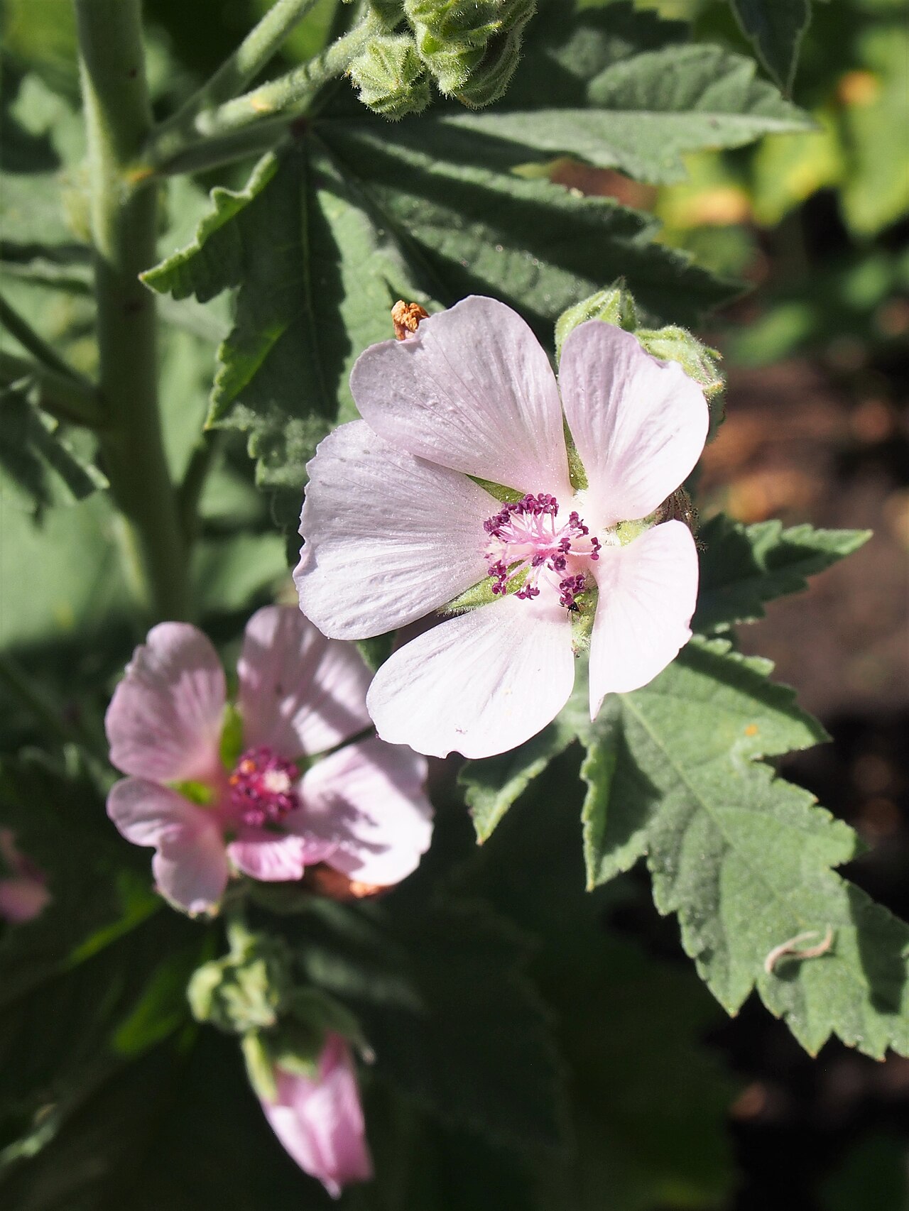 Althaea armeniaca: Althaea armeniaca , flowering plant, cultivated in Wrocław University Botanical Garden, Wrocław, Poland.