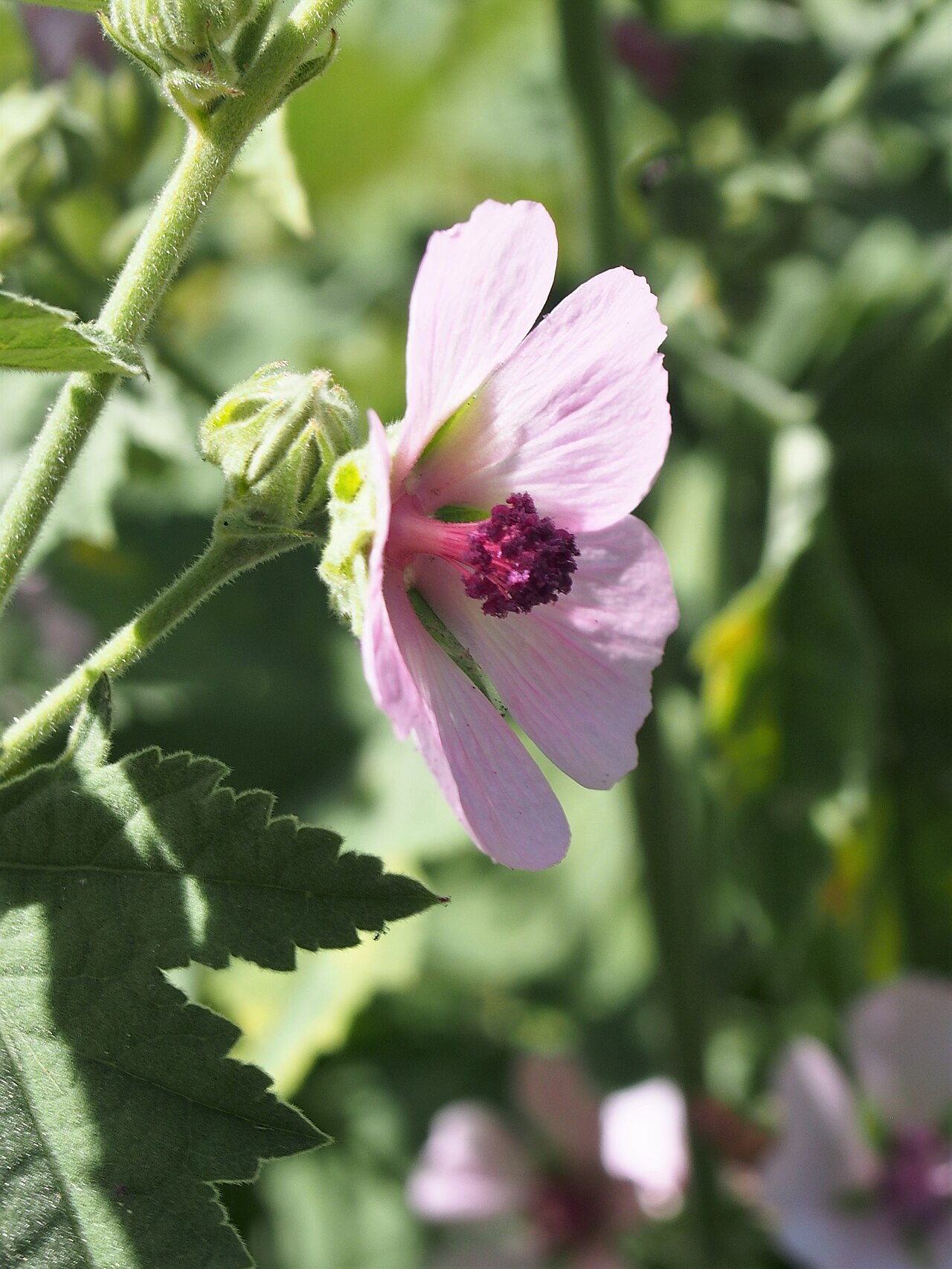 Althaea armeniaca: Althaea armeniaca , flowering plant, cultivated in Wrocław University Botanical Garden, Wrocław, Poland.