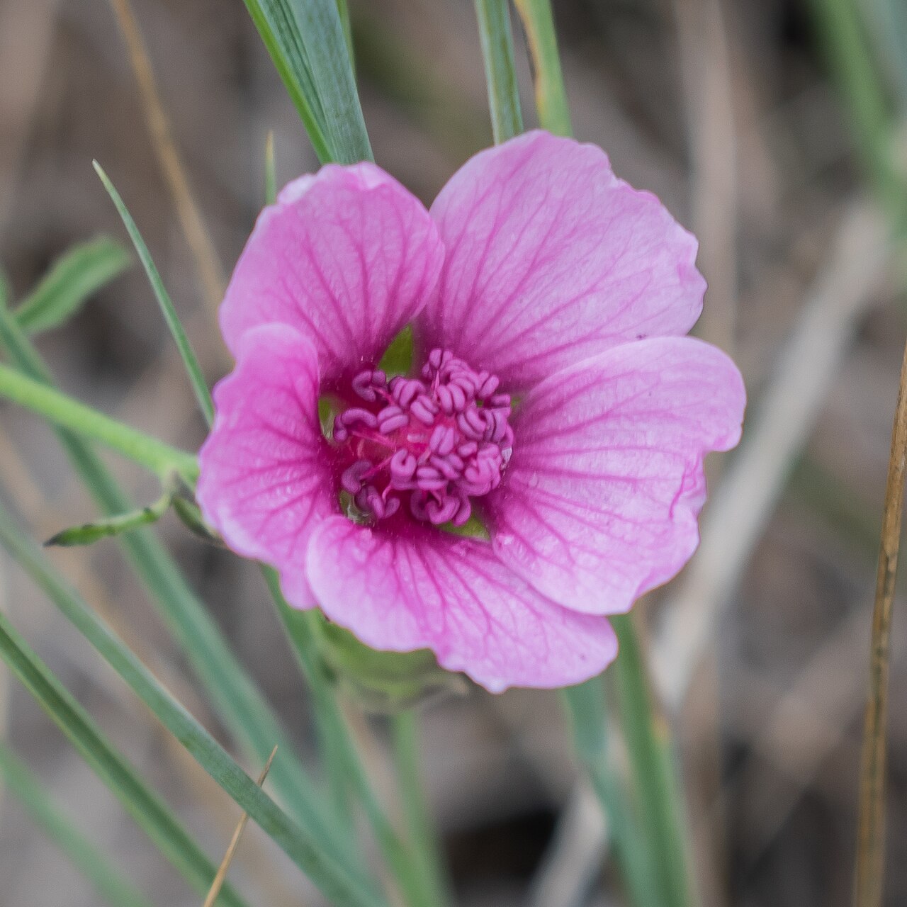 Palm-leaf marshmallow: Althaea cannabina in commune of Garrevaques, Tarn, France