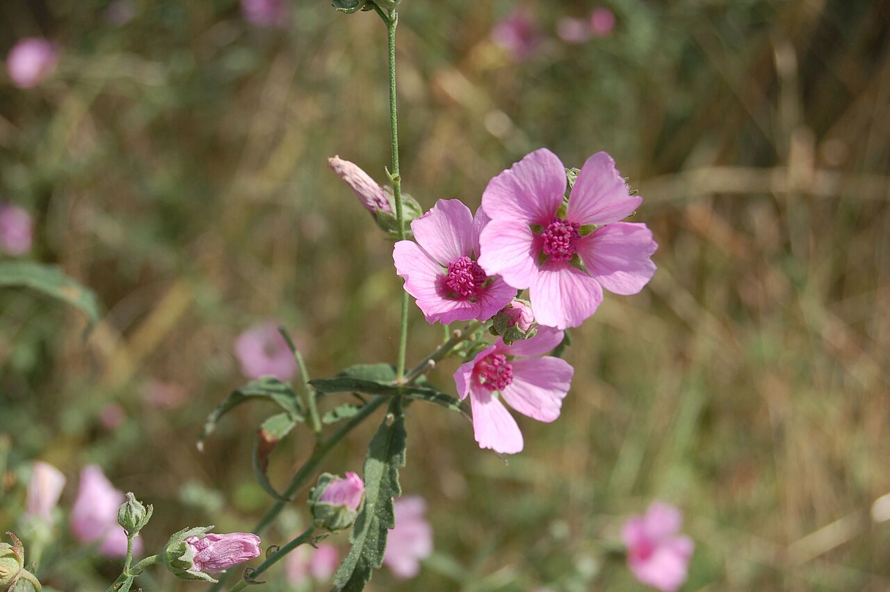Palm-leaf marshmallow: Althaea cannabina, Ambérac