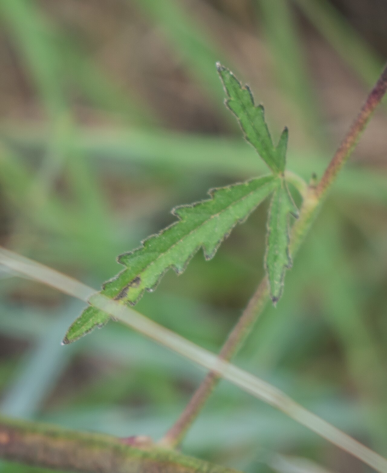 Palm-leaf marshmallow: Althaea cannabina in commune of Garrevaques, Tarn, France