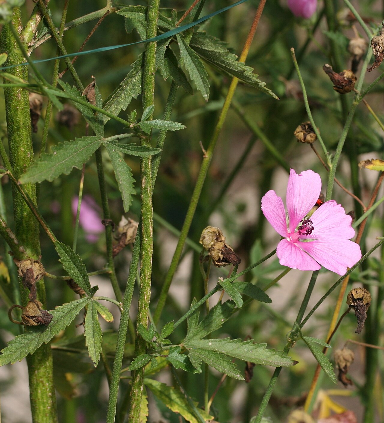 Palm-leaf marshmallow: Althaea cannabina im Botanischen Garten Dresden