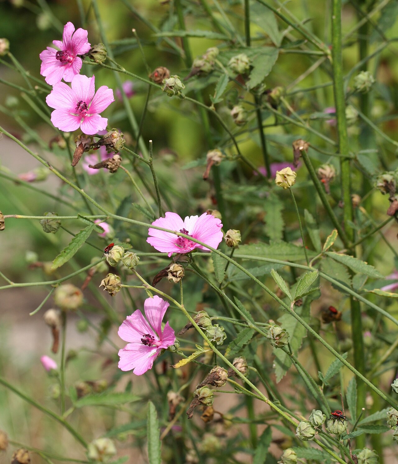 Palm-leaf marshmallow: Althaea cannabina im Botanischen Garten Dresden