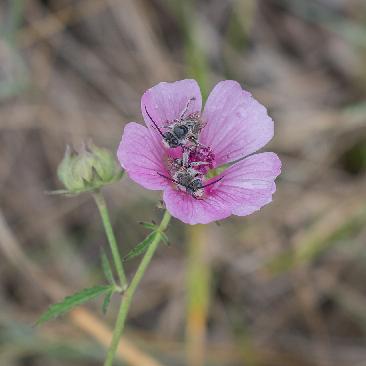 Palm-leaf marshmallow: Althaea cannabina in commune of Garrevaques, Tarn, France